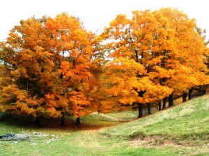 Fall View